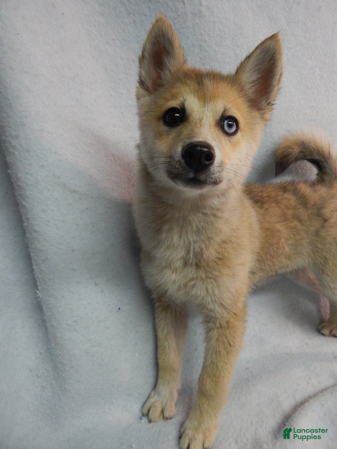 Pomsky dogs for sale: Jack - Ad 1