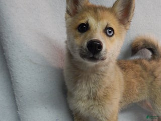 Pomsky dogs Jack - Ad 35