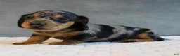Miniature Dachshund dogs for sale: Stetson - Ad 1