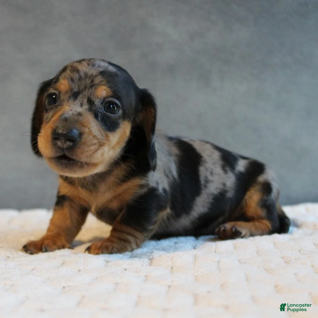 Miniature Dachshund dogs for sale: Stetson - Ad 1