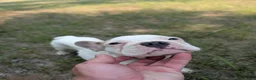 French Bulldog dogs for sale: French Bulldog 1 - Ad 1