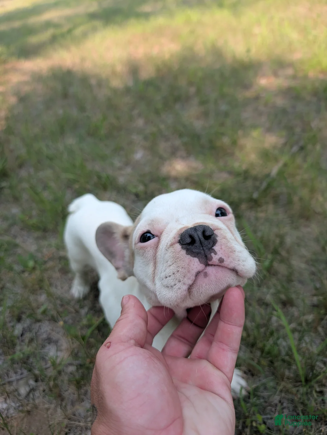 French Bulldog dogs for sale: French Bulldog 1 - Ad 1