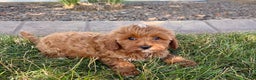 Cavapoo dogs for sale: Henry - Ad 6