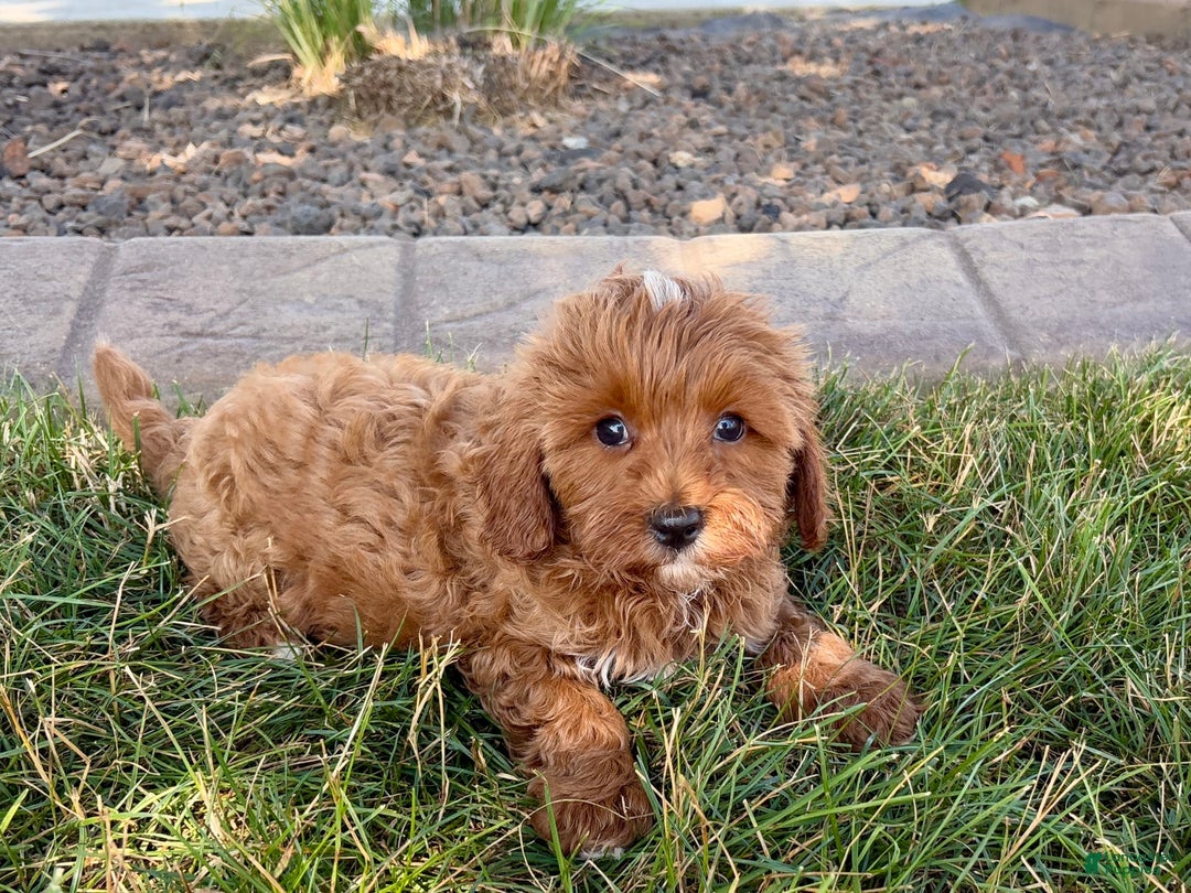 Cavapoo dogs for sale: Henry - Ad 6