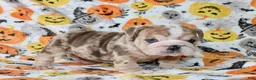 English Bulldog dogs for sale: Fiona  - Ad 3