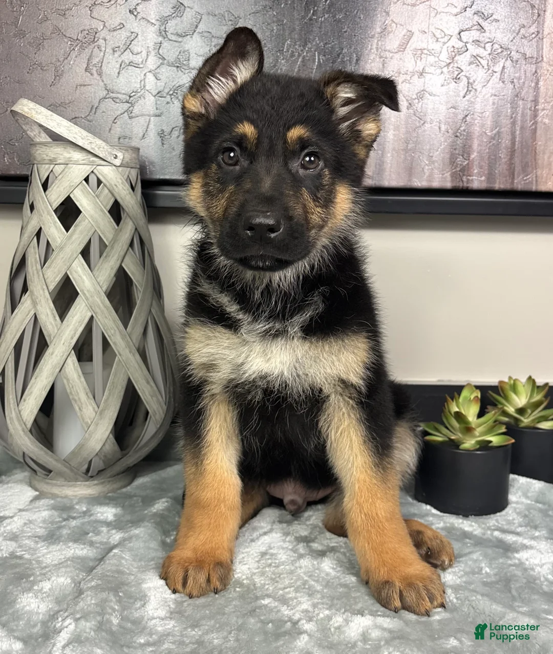 German Shepherd dogs for sale:  Boy 2: Joey  - Ad 2