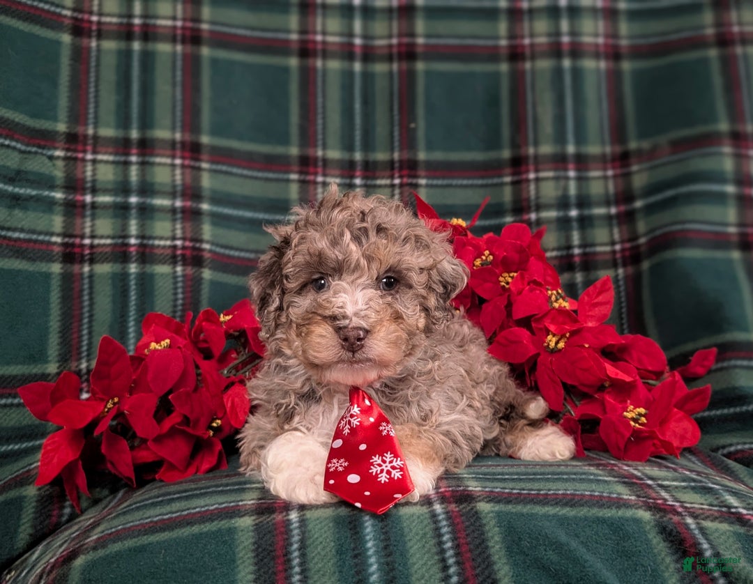 Mini Bernedoodle dogs for sale: Adrian Hypoallergenic - Ad 6