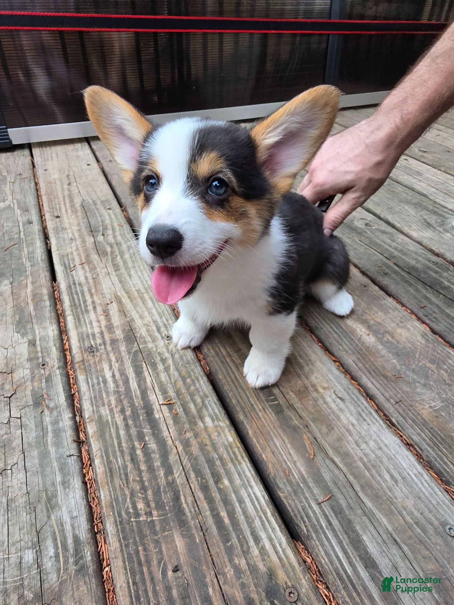 Welsh Corgi Pembroke dogs Welsh Corgi Pembroke 6 - Ad 1