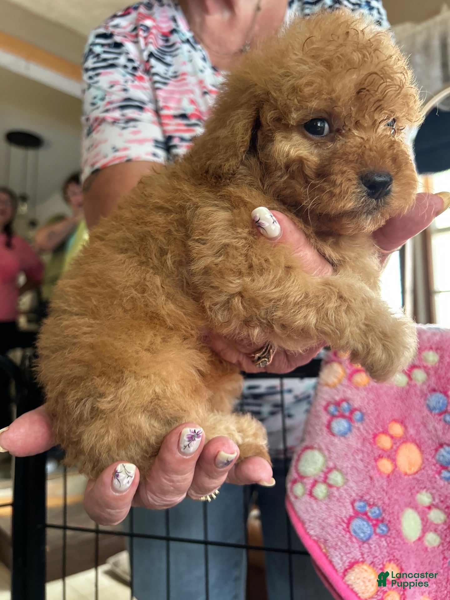 Cavapoo dogs Cavapoo 1 Mocha  - Ad 2