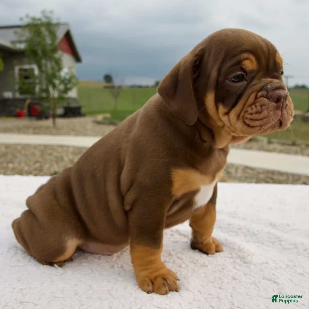Beabull dogs for sale: Mickie - Ad 2