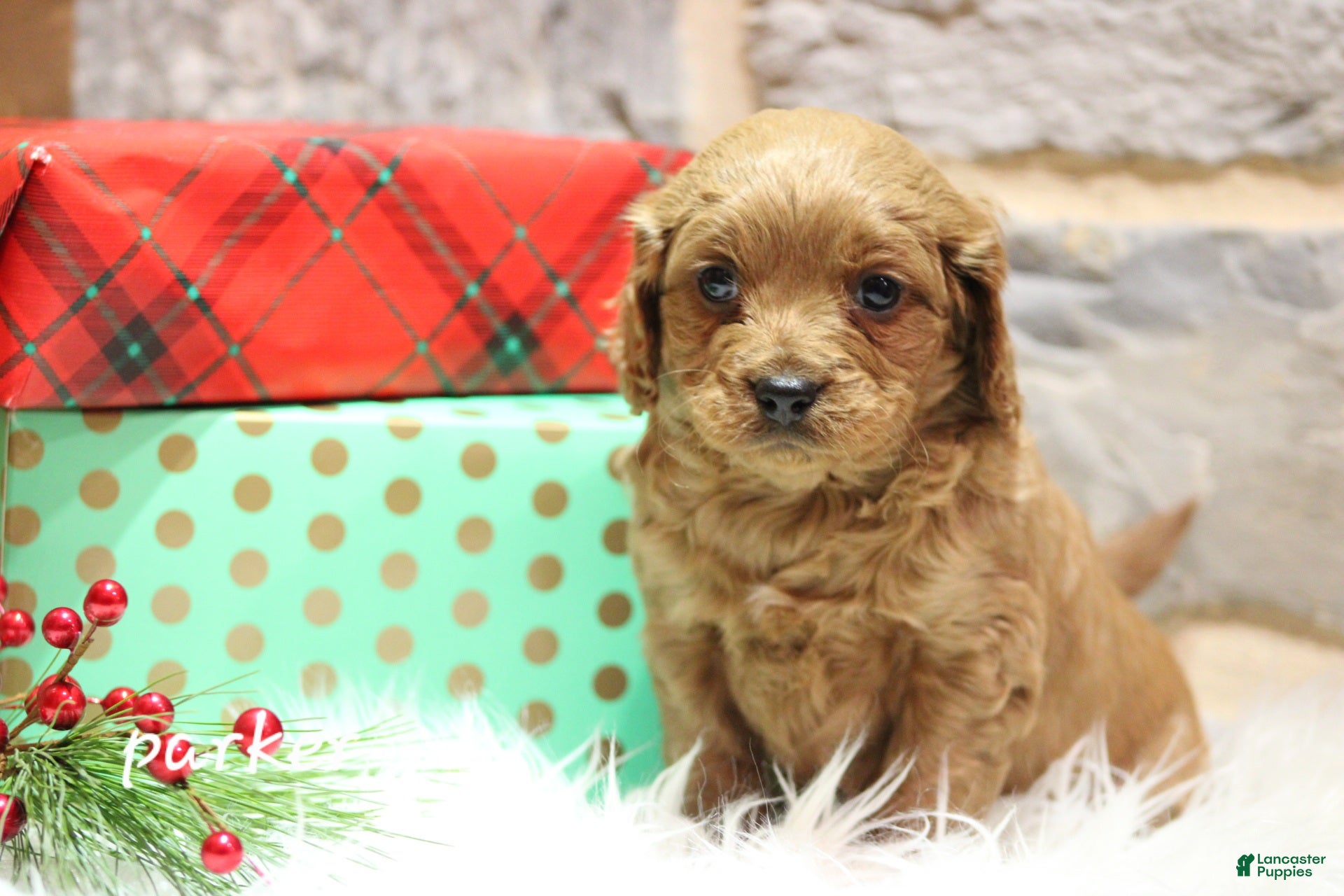 Cavapoo dogs Parker - Ad 29