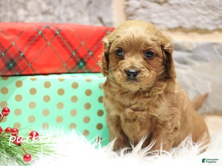 Cavapoo dogs Parker - Ad 20