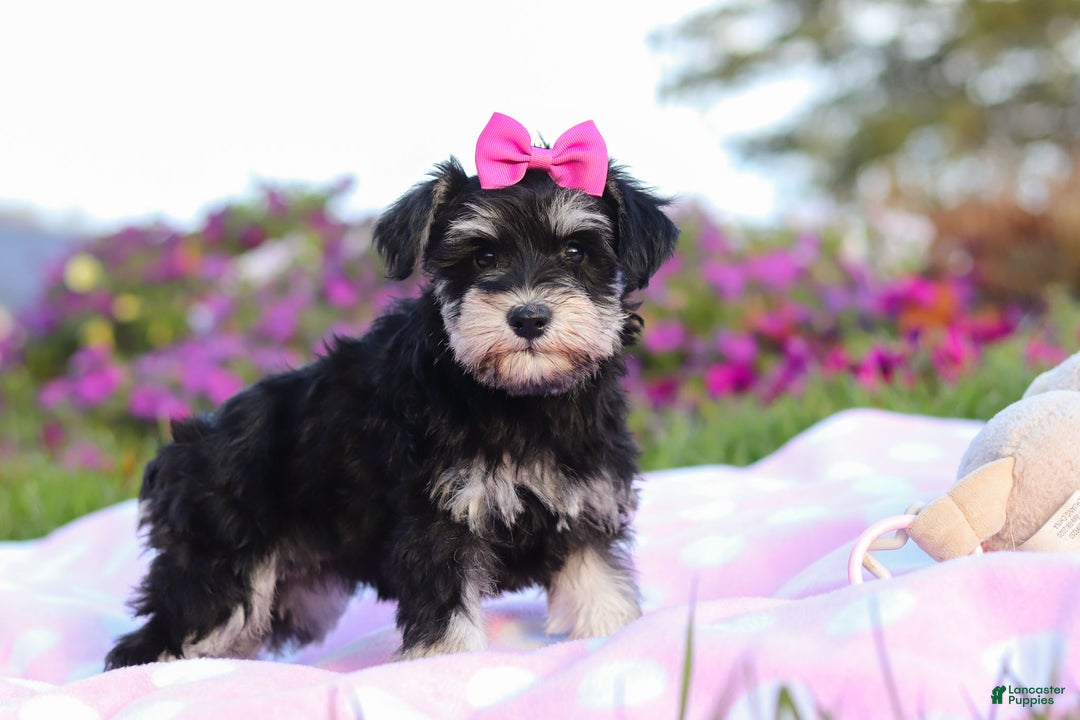 Miniature Schnauzer dogs for sale: Lexi - Ad 8