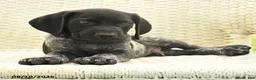 German Shorthaired Pointer dogs for sale: Hector - Ad 4