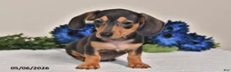 Miniature Dachshund dogs for sale: Jackson - Ad 5