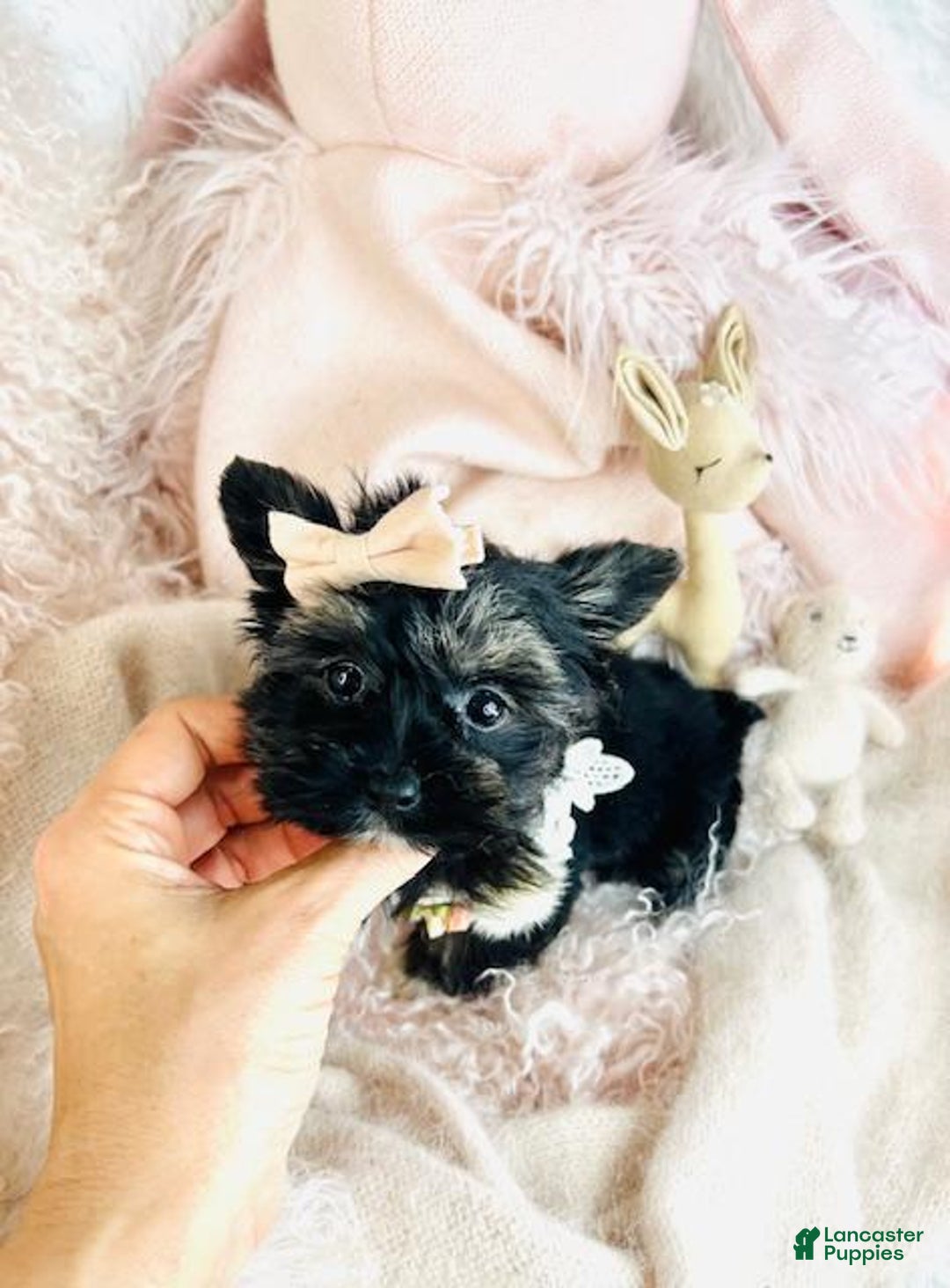 Yorkshire Terrier dogs for sale: Yorkshire Terrier Puppy 1 - Ad 2