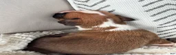 Boxer dogs for sale: Stella - Ad 10