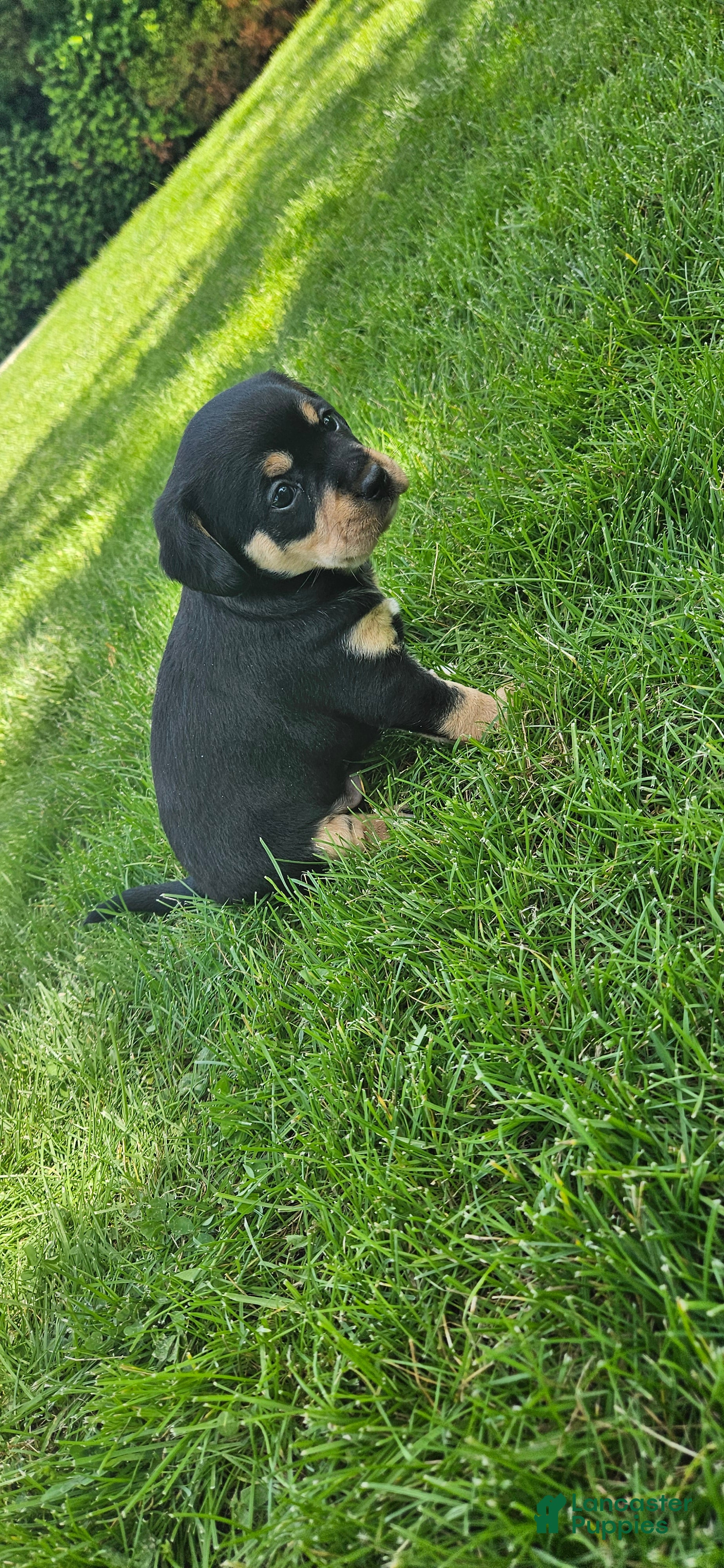 Mixed Breed dogs Buddy - Ad 2