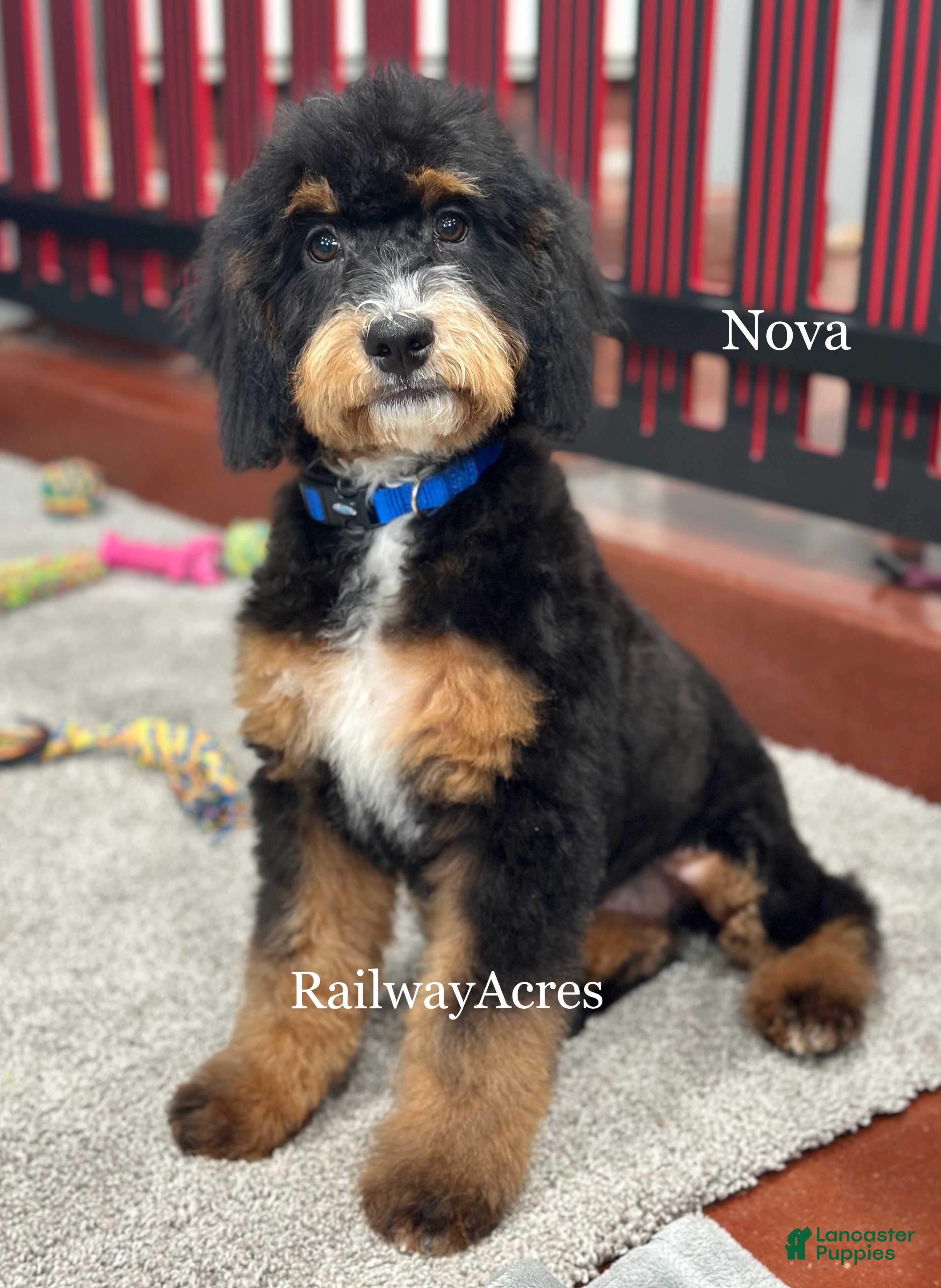 Mixed Breed dogs Golden Mt. Doodle-nova - Ad 27