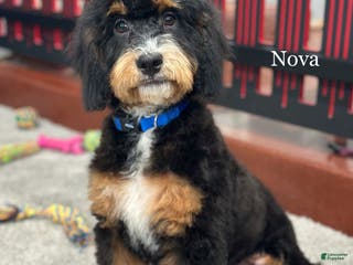 Mixed Breed dogs Golden Mt. Doodle-nova - Ad 36