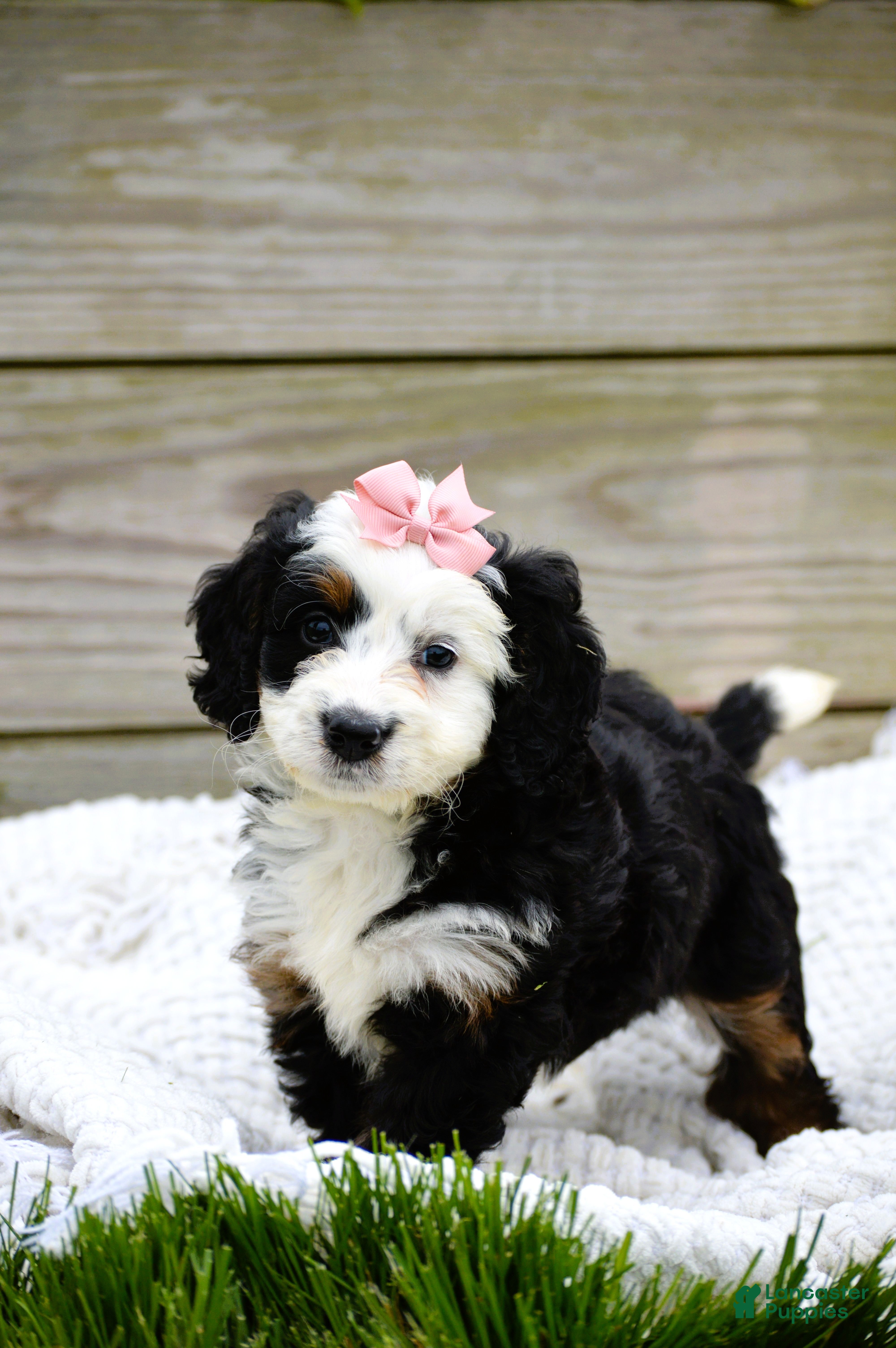 Mini Bernedoodle dogs for sale: Landry - Ad 4