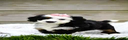 Mini Bernedoodle dogs for sale: Landry - Ad 1