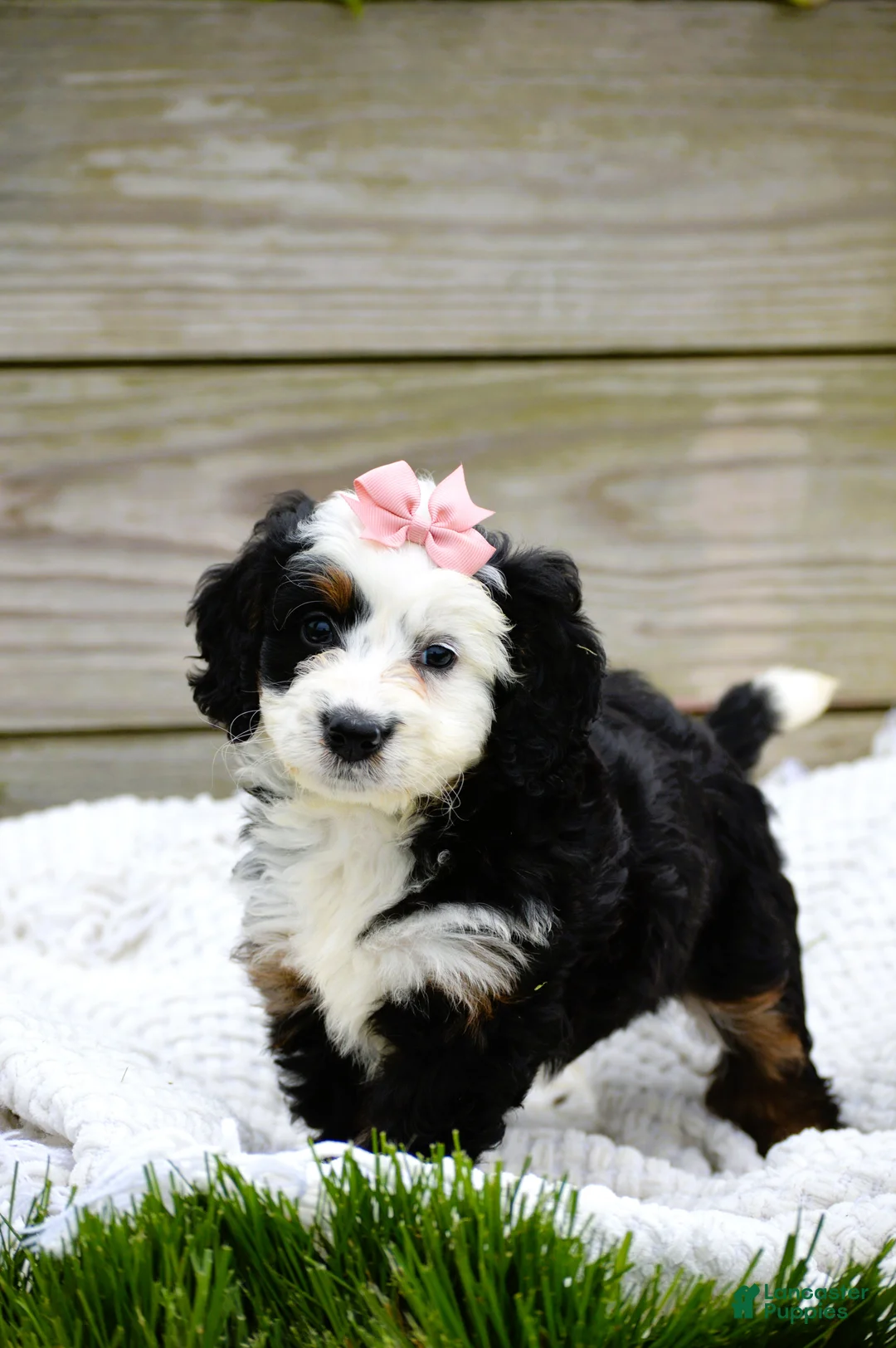 Mini Bernedoodle dogs for sale: Landry - Ad 1