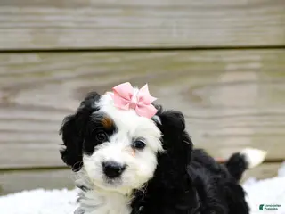 Mini Bernedoodle dogs for sale: Landry - Ad 4