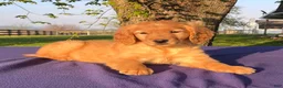 Golden Retriever dogs for sale: Marigold - Ad 2