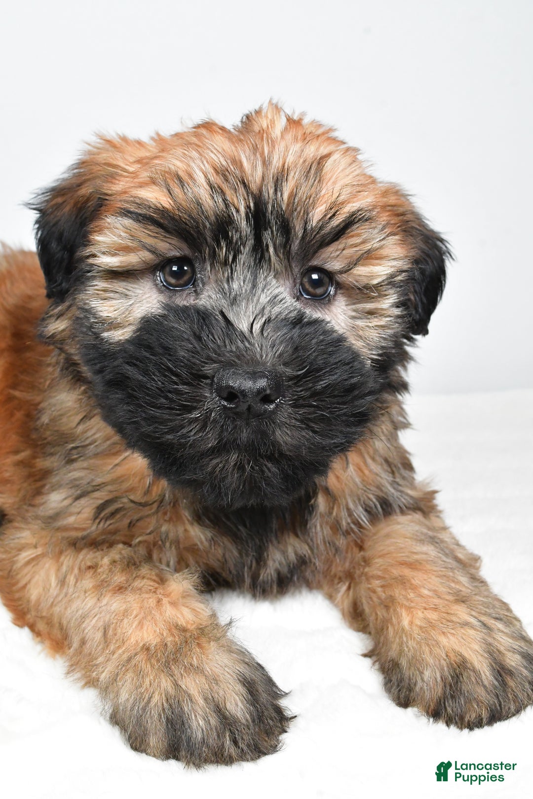 Soft Coated Wheaten Terrier dogs for sale: Sadie - Ad 7