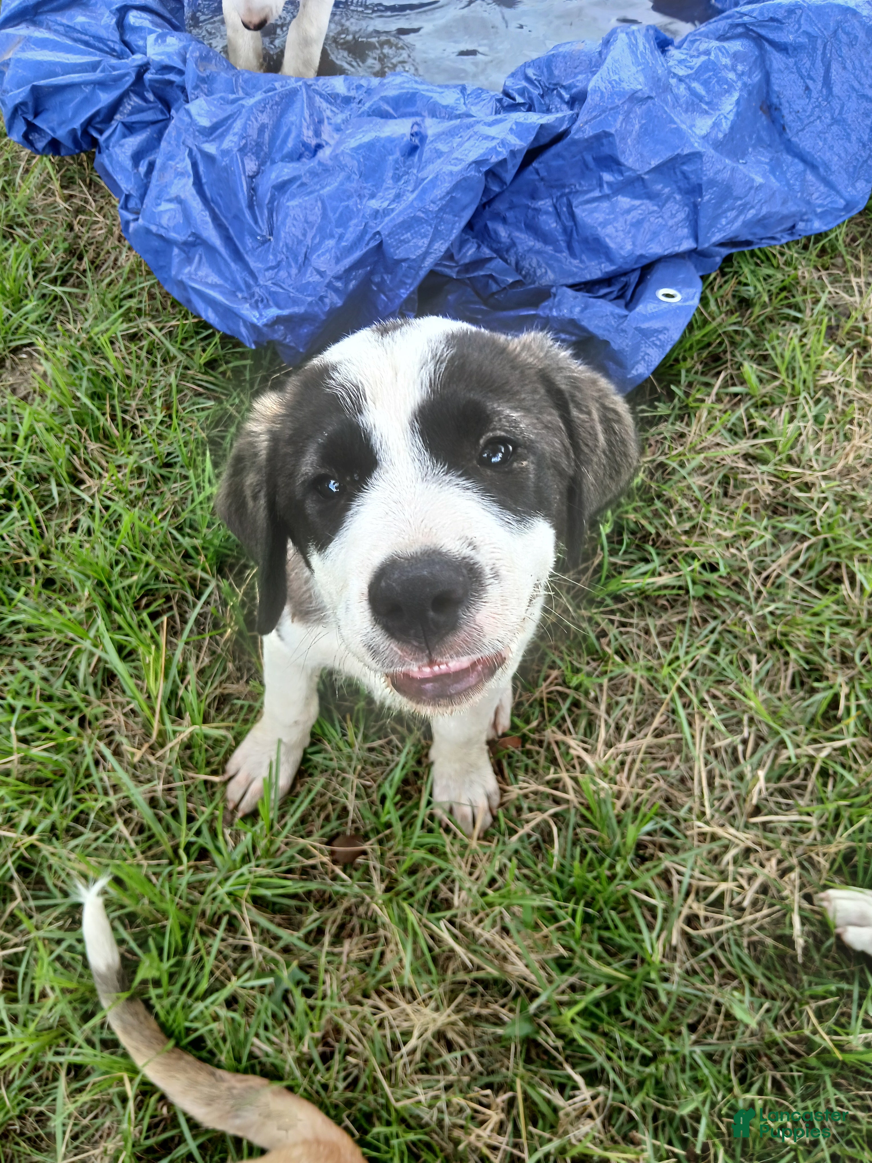 Mixed Breed dogs GIZMO - Ad 10