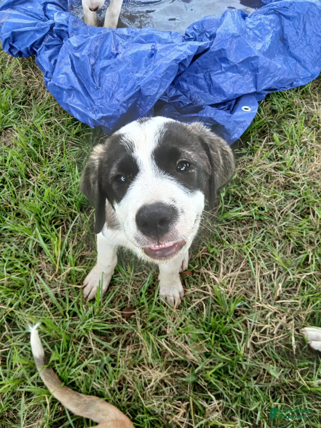 Mixed Breed dogs for sale: GIZMO - Ad 1