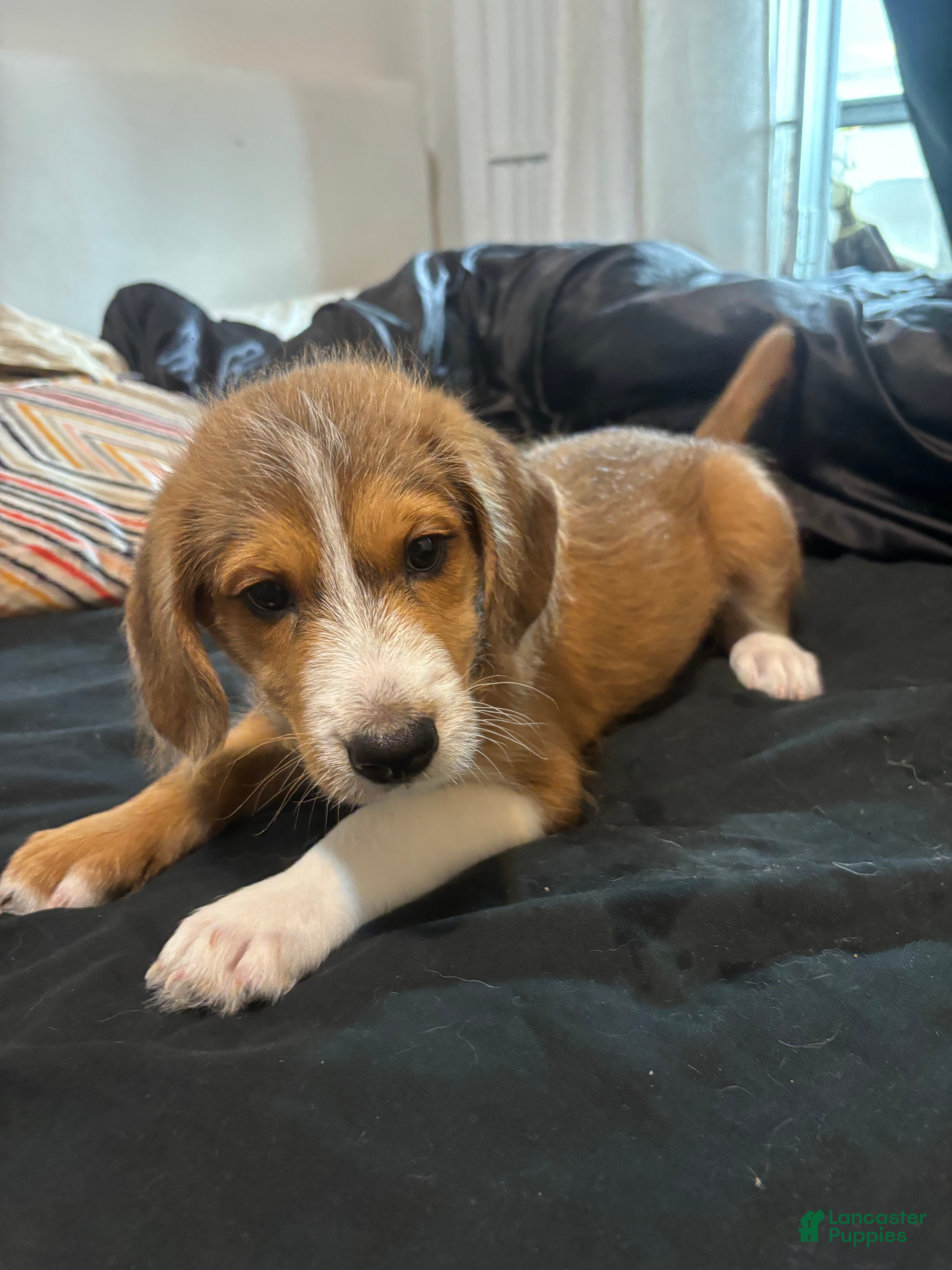 Mixed Breed dogs for sale: Maverick  - Ad 4