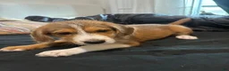 Mixed Breed dogs for sale: Maverick  - Ad 1