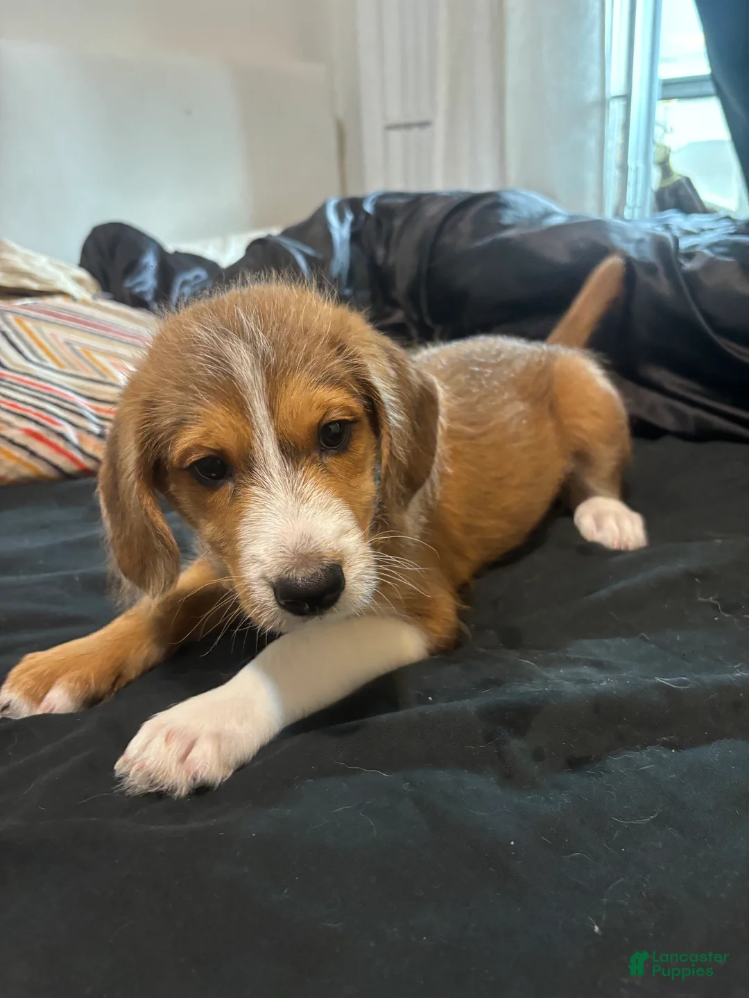 Mixed Breed dogs for sale: Maverick  - Ad 1