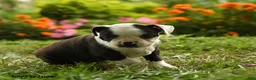 Boston Terrier dogs for sale: Sibusiso - Ad 3