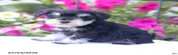 Miniature Schnauzer dogs for sale: Cameron - Ad 4