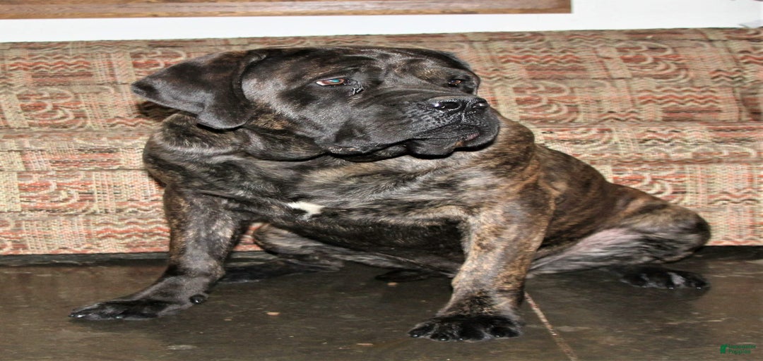 Gallery Image {{count}}