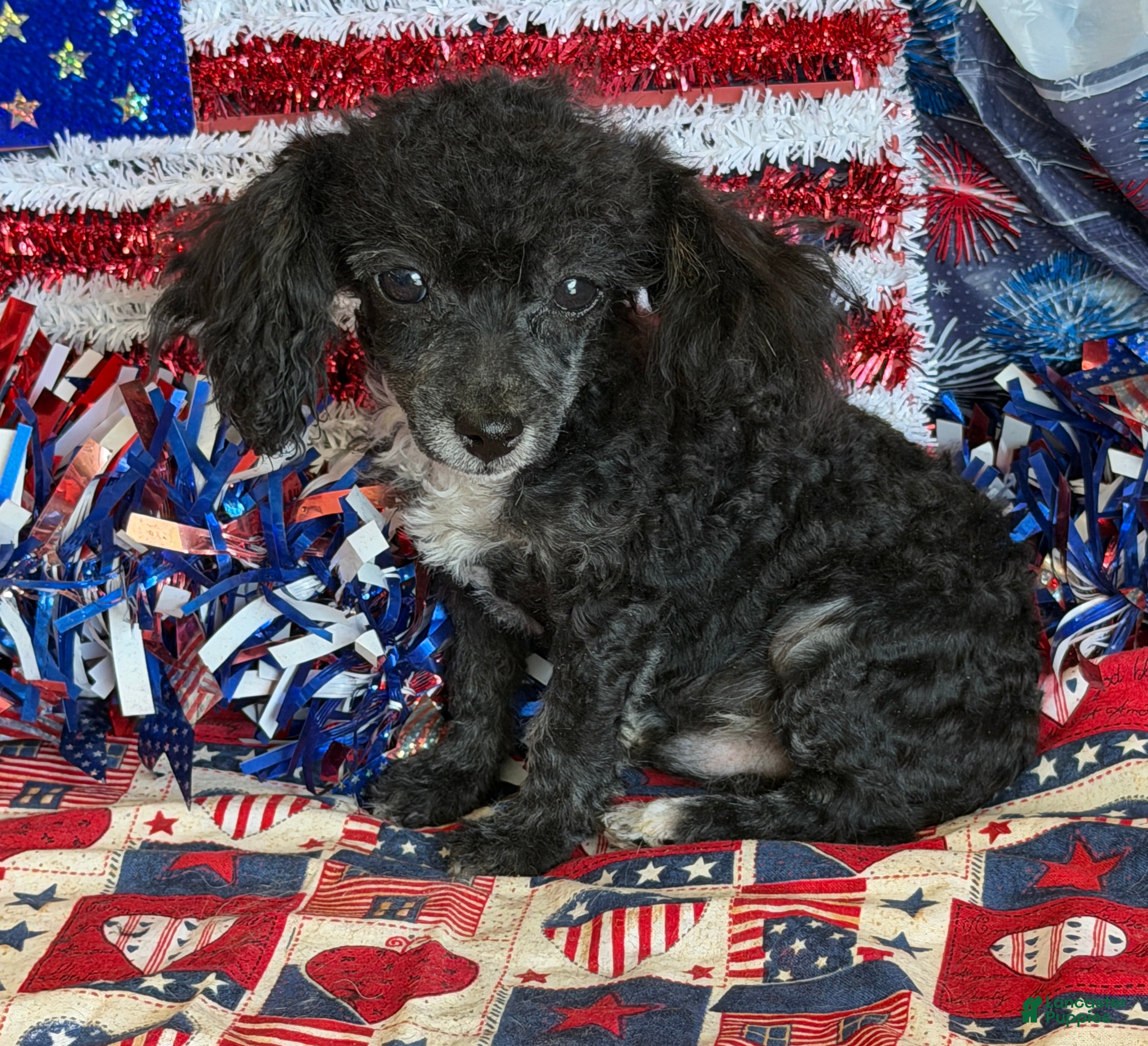 Toy Poodle dogs Cory - Ad 32