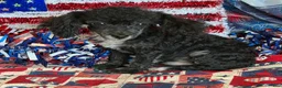 Toy Poodle dogs for sale: Cory - Ad 1