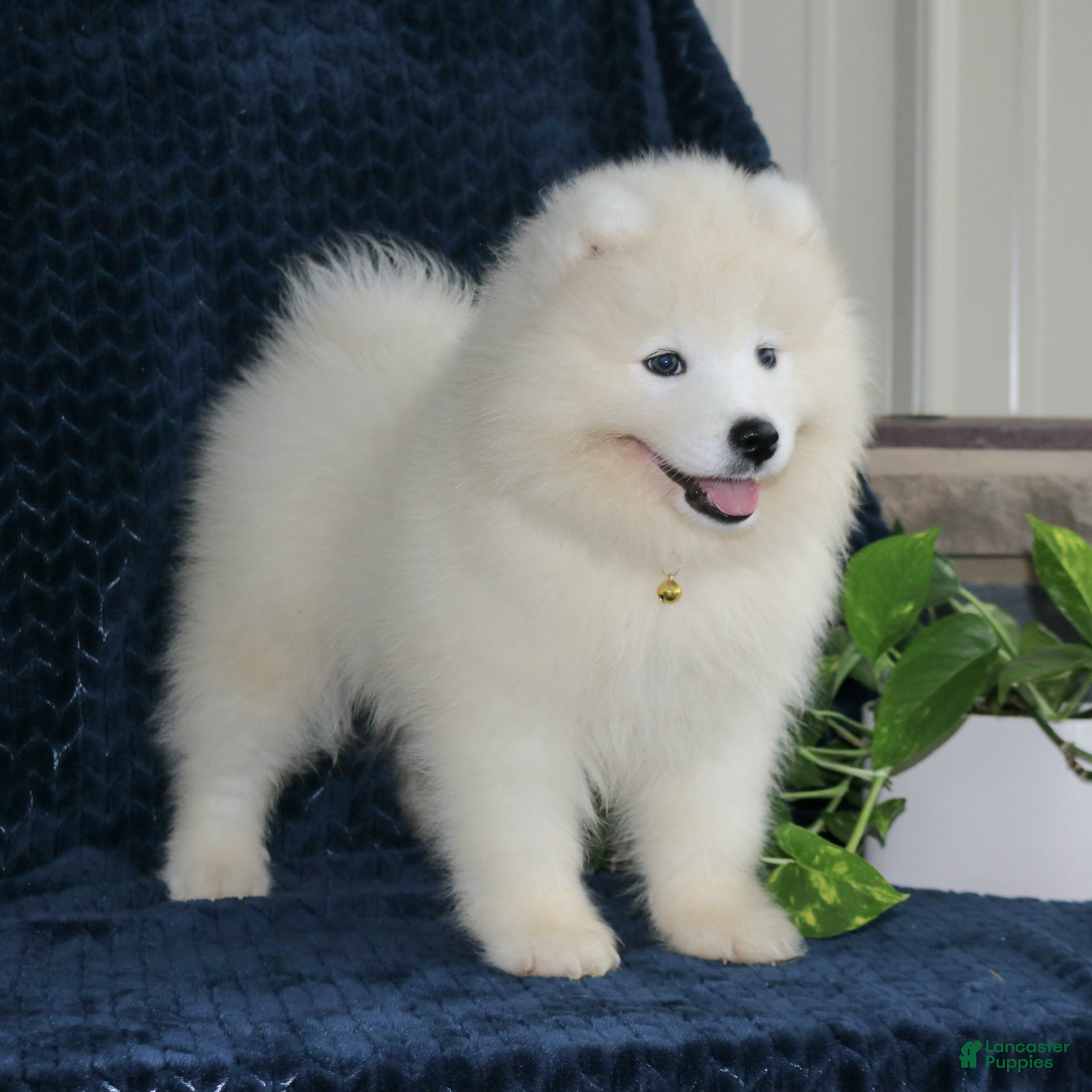 Samoyed dogs Ava - Ad 1