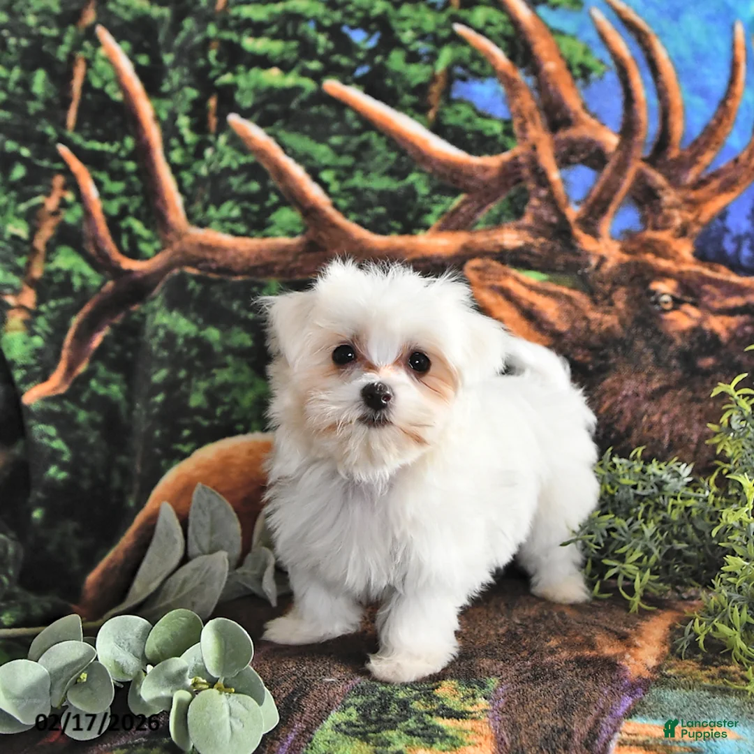 Maltese dogs for sale: Romeo EXTRA SMALL - Ad 2