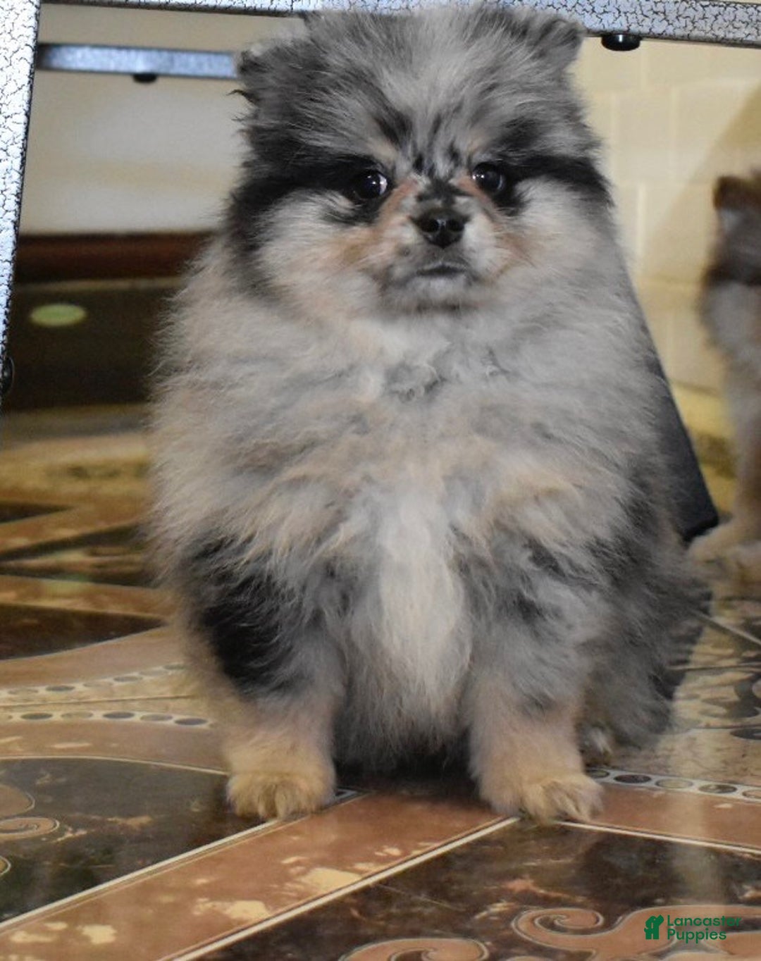 Pomeranian dogs for sale: Luigi blue Merle tan puppy - Ad 4