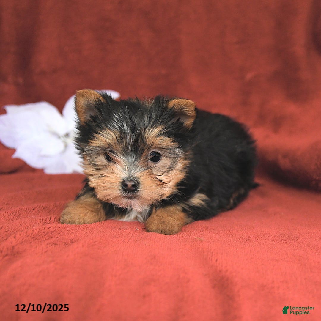 Morkie dogs for sale: Cocoa - Ad 1