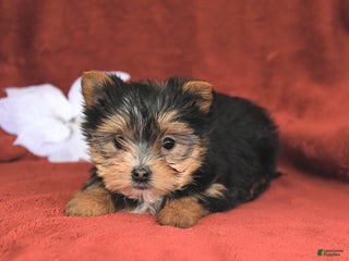 Morkie dogs Cocoa - Ad 39