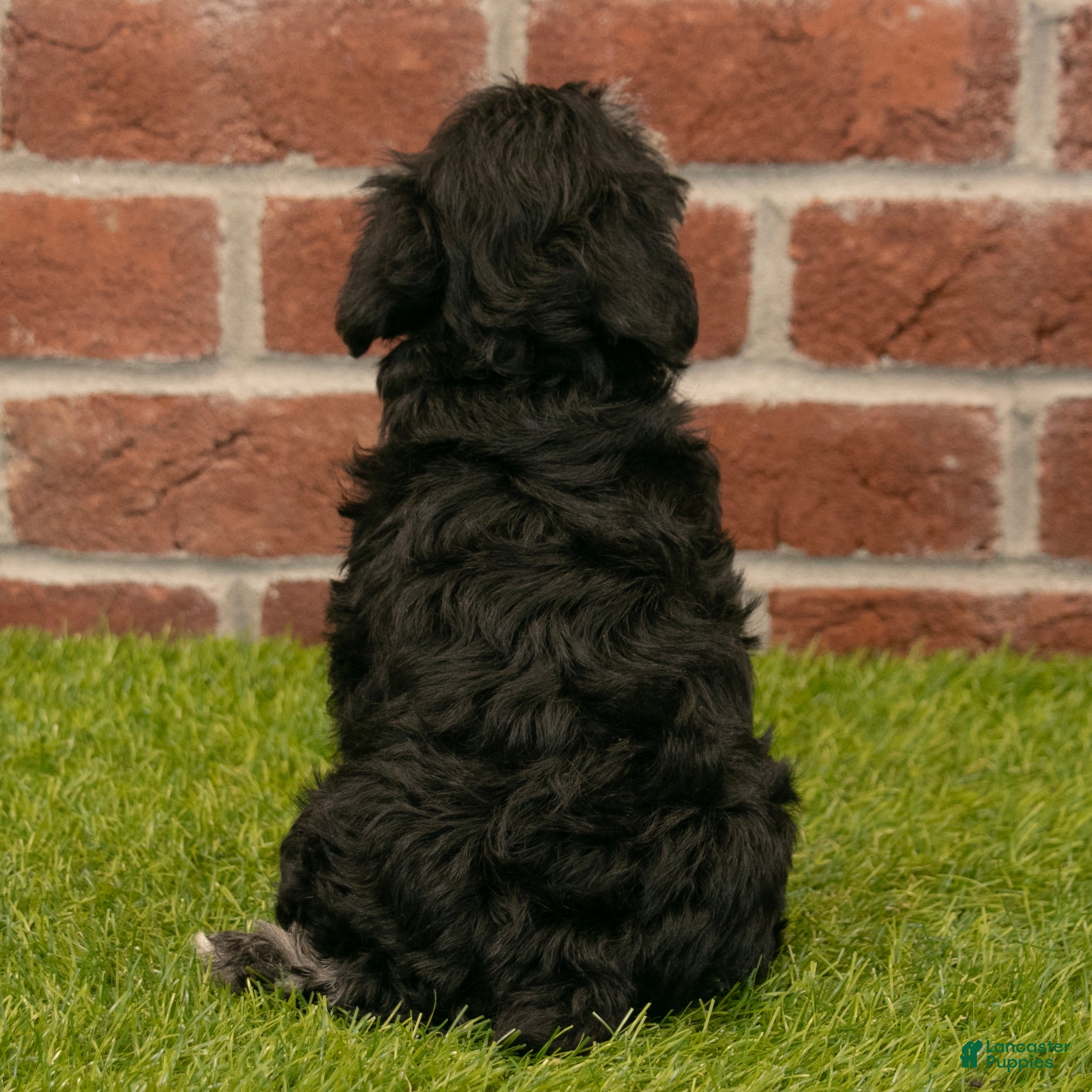 Miniature Schnauzer dogs for sale: Mason - Ad 5