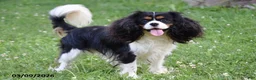 Cavalier King Charles Spaniel dogs for sale: Buddy - Ad 5
