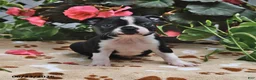 Boston Terrier dogs for sale: Lucinda - Ad 4