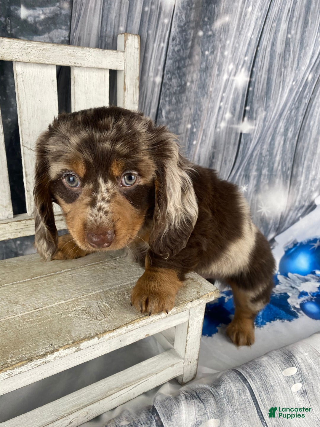 Miniature Dachshund dogs for sale: Bandit - Ad 2