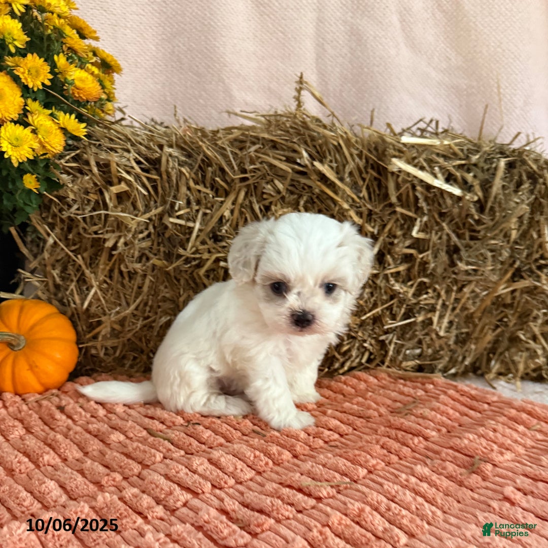 Teddy Bear dogs for sale: Oakley - Ad 2